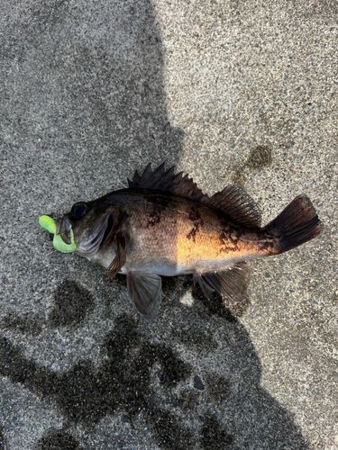 メバルの釣果