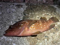 アコウの釣果