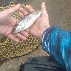 ニジマスの釣果