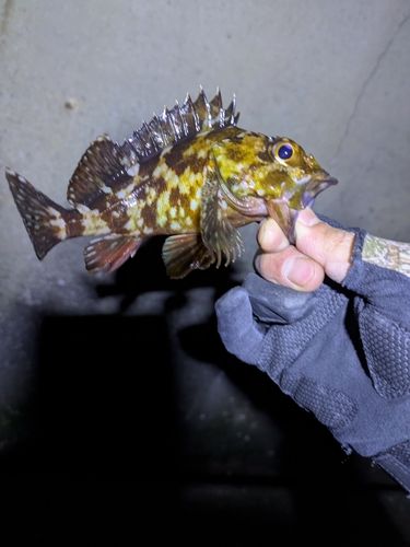 カサゴの釣果