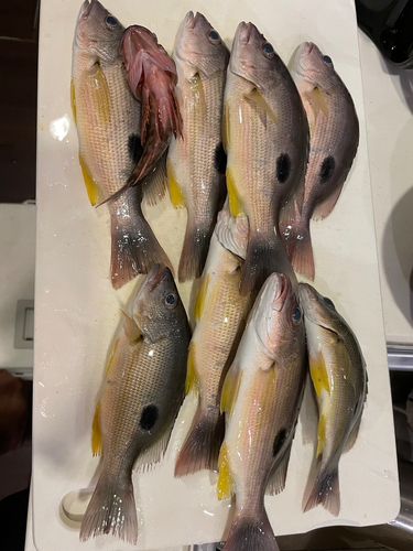 クロホシフエダイの釣果