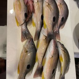 クロホシフエダイ