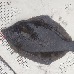 クロガシラガレイ