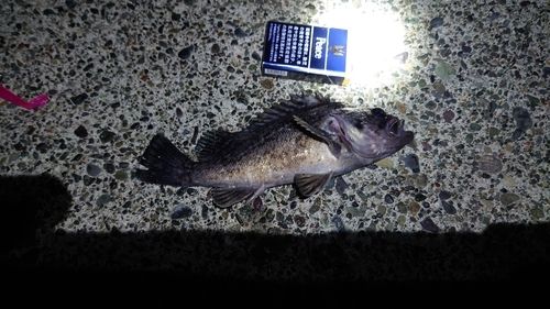 クロソイの釣果