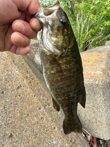 スモールマウスバスの釣果