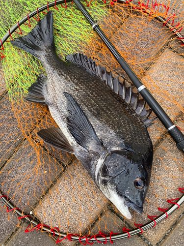 チヌの釣果