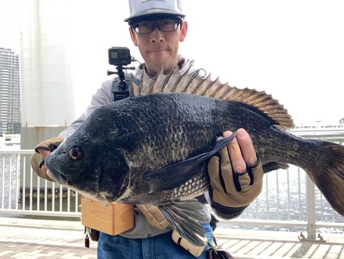 チヌの釣果