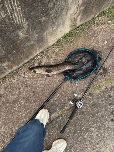 ライギョの釣果