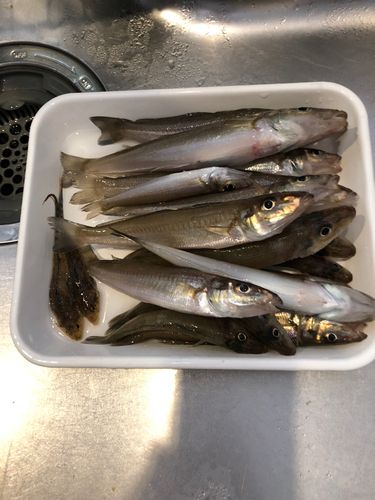 シロギスの釣果