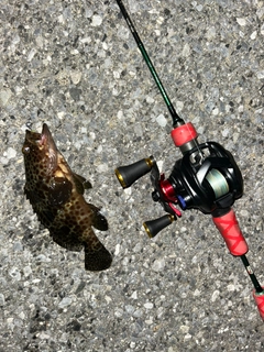 オオモンハタの釣果