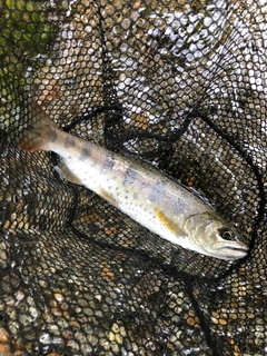 アマゴの釣果