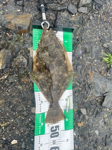ヒラメの釣果
