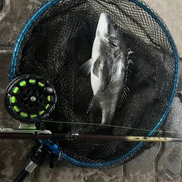 クロダイ