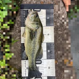 ラージマウスバス