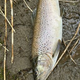 ブラウントラウト