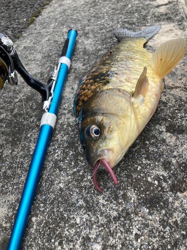 マブナの釣果