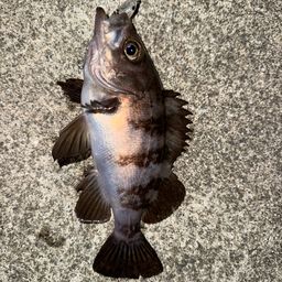 メバル