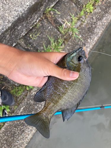 ブルーギルの釣果