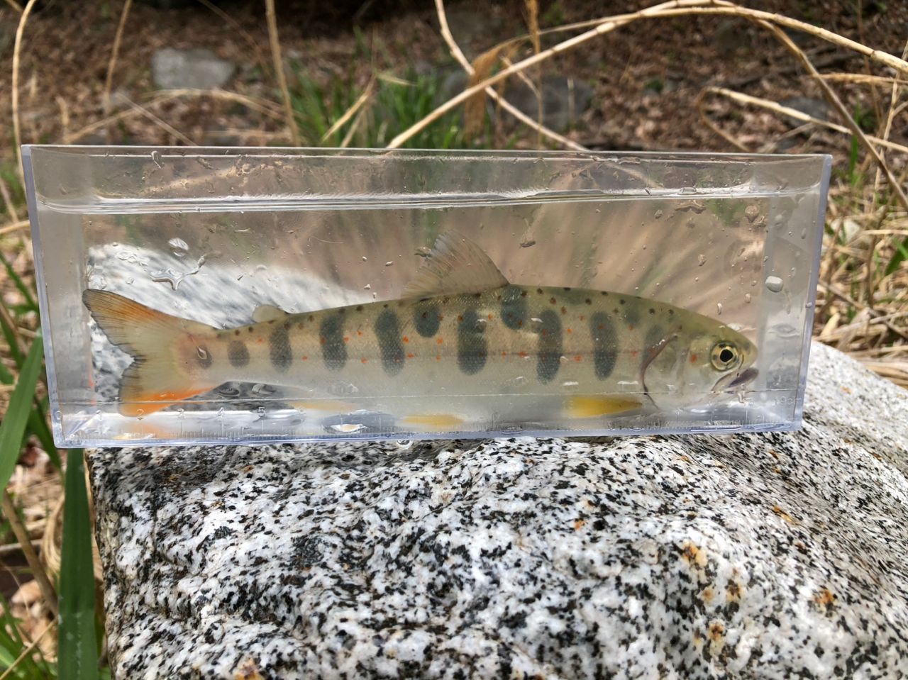 PALMS エゲリア ネイティブパフォーマンス ETVC-42XULの最安値