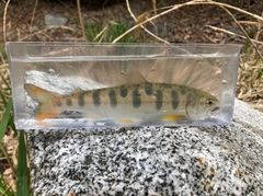 アマゴの釣果