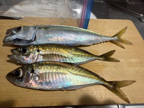 マアジの釣果