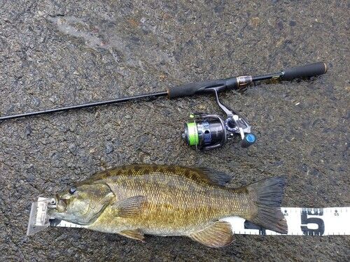 スモールマウスバスの釣果