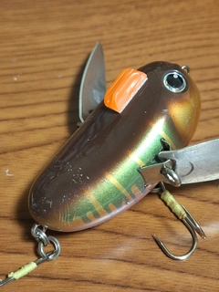 マナマズの釣果