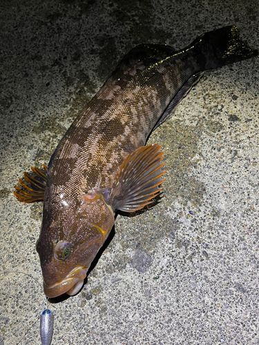 アイナメの釣果