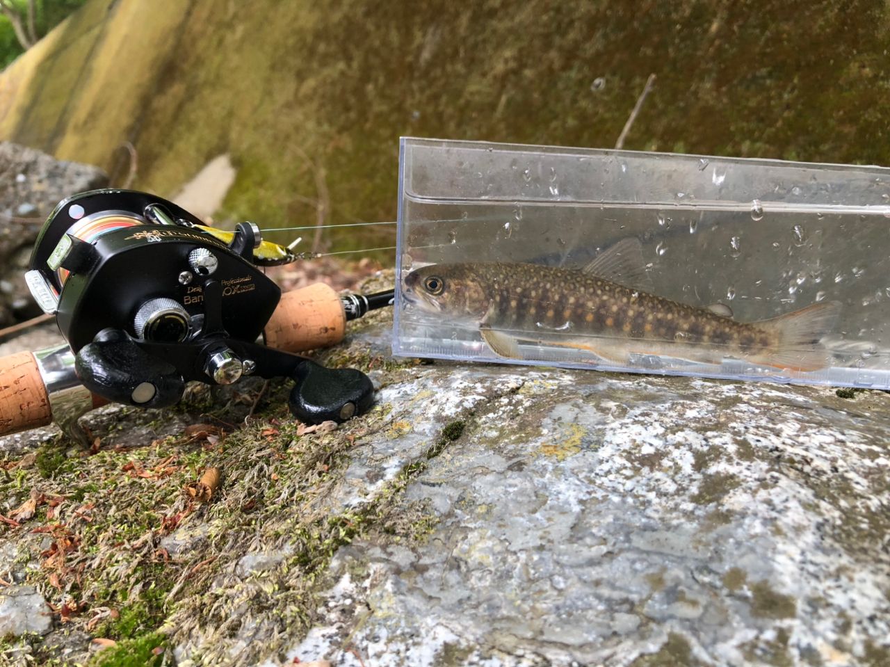 PALMS エゲリア ネイティブパフォーマンス ETVC-42XULの最安値