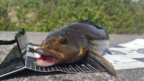 アイナメの釣果