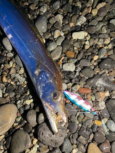 タチウオの釣果