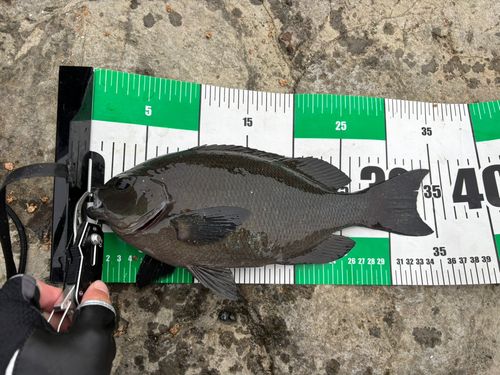 メジナの釣果