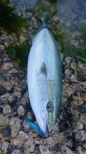 ヤズの釣果