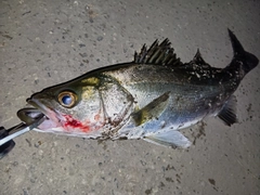 シーバスの釣果