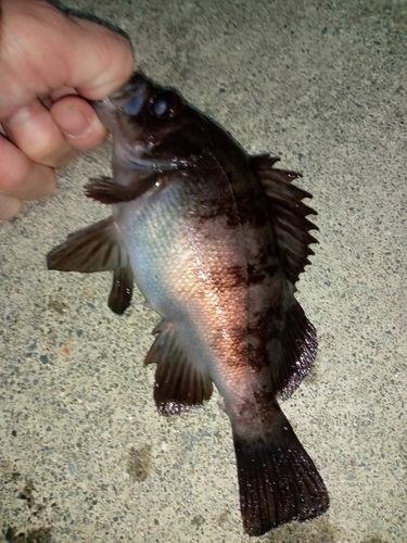 メバルの釣果