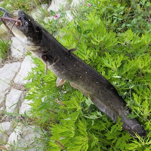 マナマズの釣果