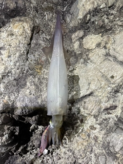 ヤリイカの釣果