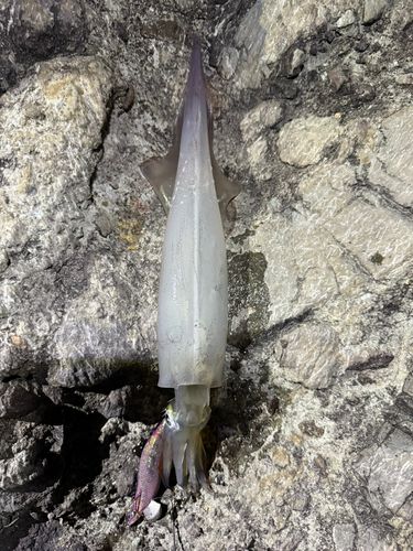 ヤリイカの釣果