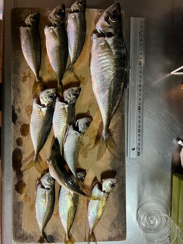 アジの釣果