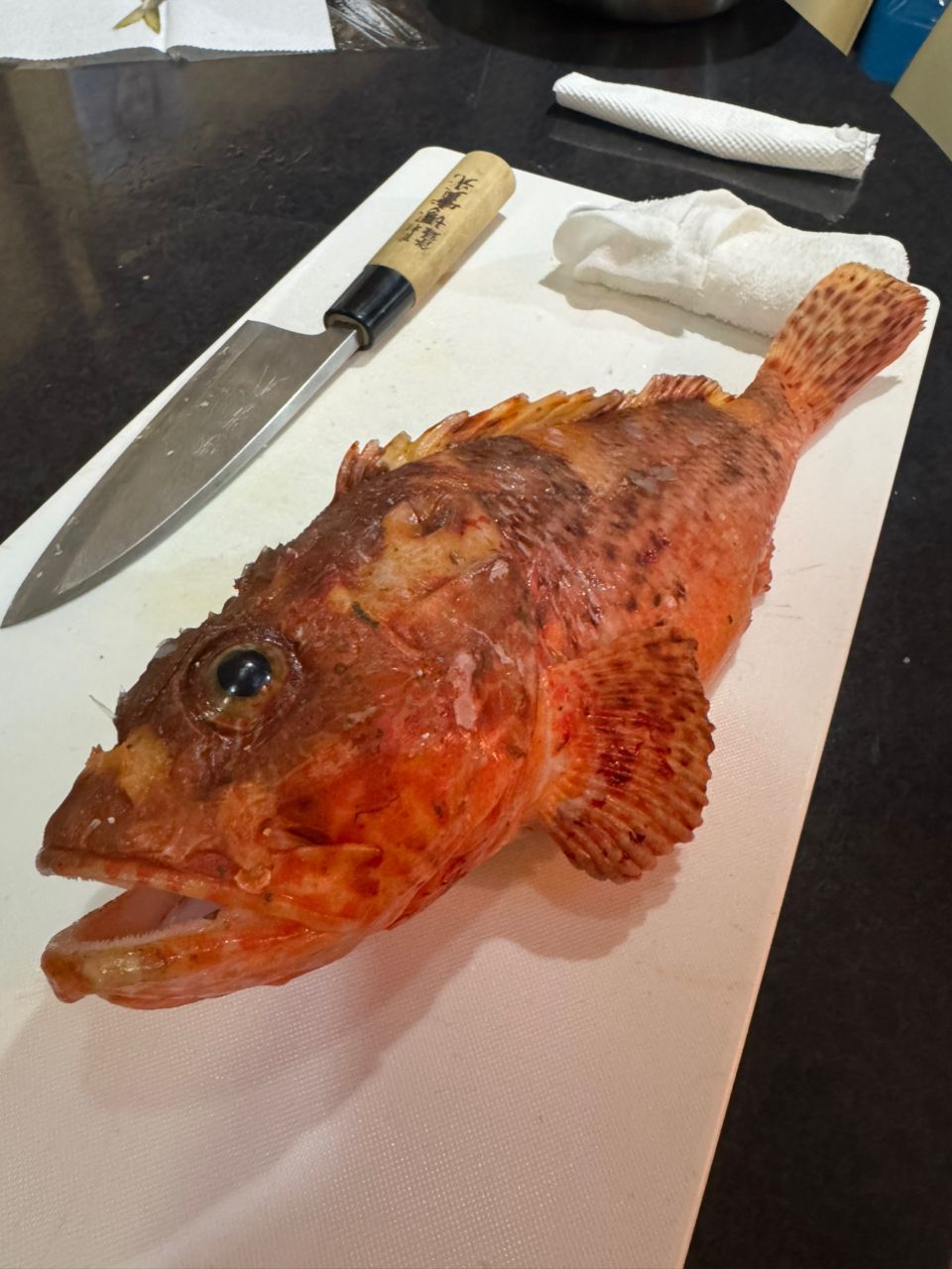 若造りジャパンさんの釣果 2枚目の画像