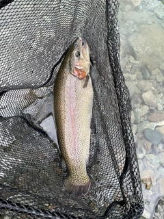 ニジマスの釣果