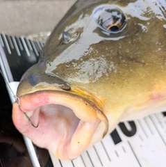 コイの釣果