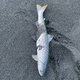 アメマス