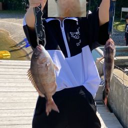アジ