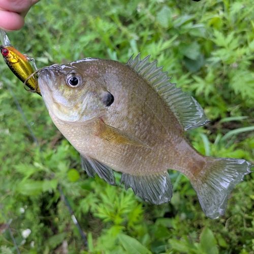 ブルーギルの釣果