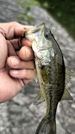 ラージマウスバスの釣果