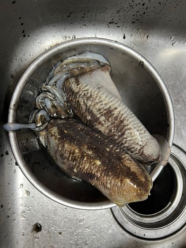 コウイカの釣果
