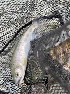 ヤマメの釣果