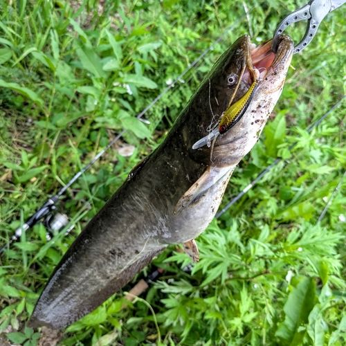 マナマズの釣果