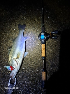 シーバスの釣果